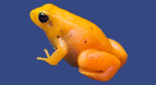 Golden Frogs Adoption