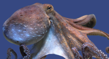 Octopus Adoption