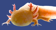 Axolotl Adoption