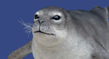 Seal Adoption