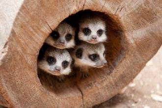 Four baby meerkats hiding in a hollow log