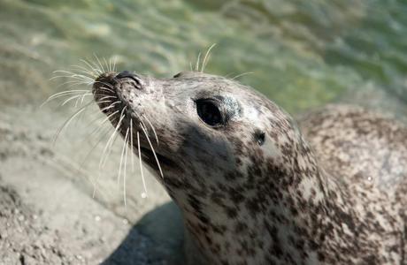 Seal waiting to be fed at St. Andrews Aquarium