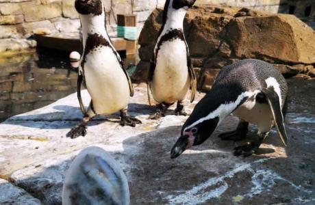 Penguin Feeding at St. Andrews Aquarium